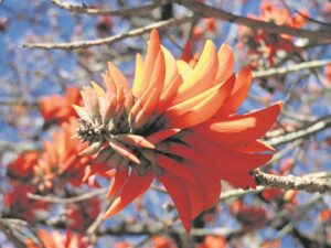 Blom warmrooi in vroeg-lente