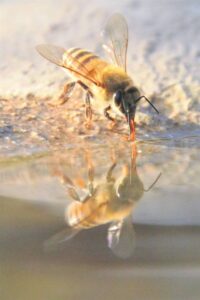 Foto-beeld: Ledigheid nie by-saak