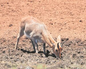 Maak verrassende opwagting by uitkykpunt