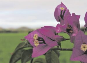 Foto-beeld: Verskaf warm kleur op koue wintersdag