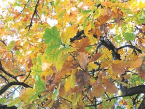 Verleen goue glans aan vaal winterkoue