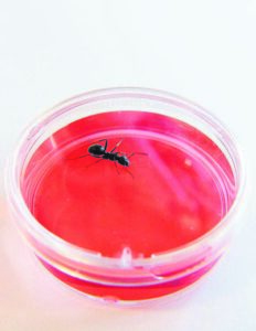 Miere kan dalk kanker uitsnuffel