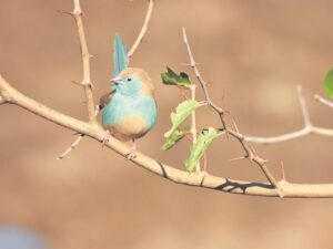 Punt in die wind getooi vir komende lente