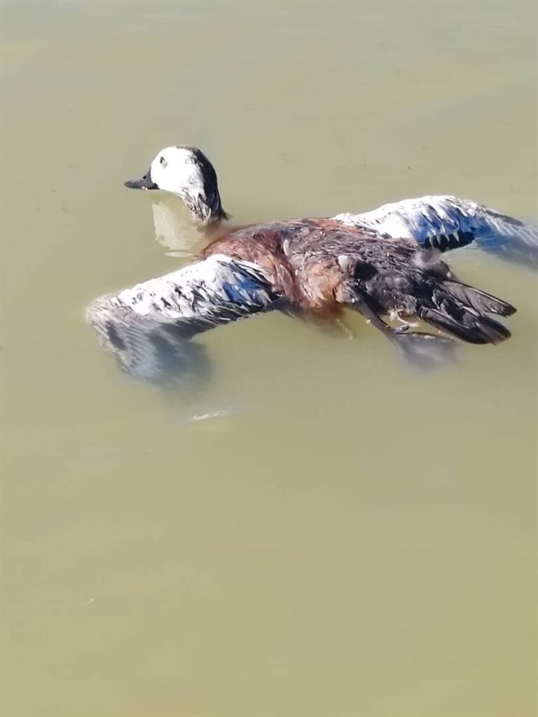 Dead bird op Kamfersdam