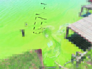 Rioolstortings selfs ná ‘regstellings’; riviere smoor in giftige alge