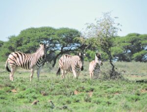 Paar strepies voor met kamoeflering