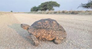 Foto-beeld: Nader eindpunt heel flink teen vasberade pas