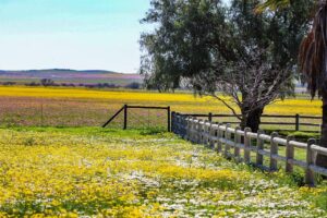 Pronk vanjaar prentjiemooi
