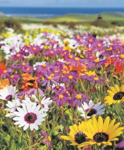 Foto-beeld: ‘Draai jou koppie na die son se kant’