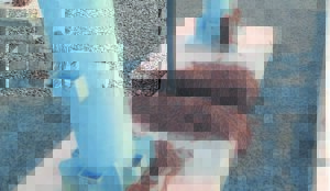 Spring só die sprinkane voor