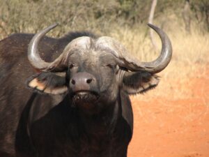 Parke nooi besoekers