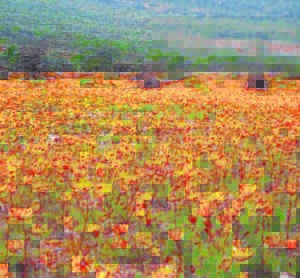 Ons Kalahari: Creating a floral wonderland