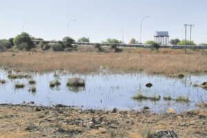 Dié voëls se ‘vlugte’ ’n risiko