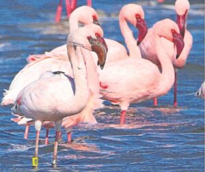 Showing true colours of its species