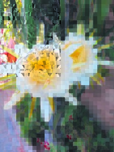 Eksotiese vrugtemandjie word só uitgebrei