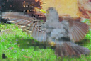 Karoo thrush the first out of bed