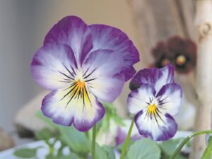 Foto-beeld: Bring kleur, vrolikheid na herfstuine