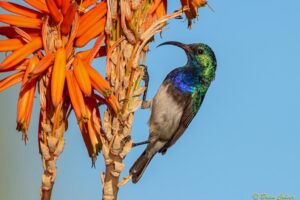 Bird column: Dazzling visitors easy to attract