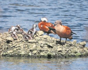 Tevrede soos ’n eend buite én op die water