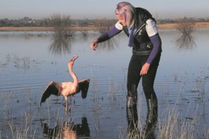 Sprei weer vlerke in natuurlike habitat