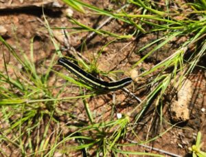 Plaag van kommandowurms bevestig in dele van Noord-Kaap