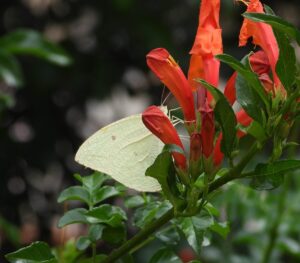 Swerwend tussen blomme met ragfyn vlerke