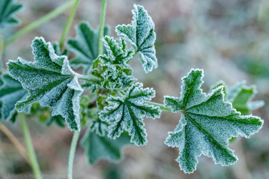 Eerste ryp vroeg Mei