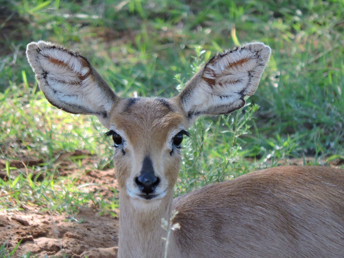 Foto: Kleinwildsoort se bokkie-oë inspireer menige minneskrywers