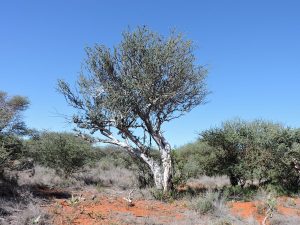 Foto: ‘Kommetjie gaat vir jou?’ is welkomgroet van ouds