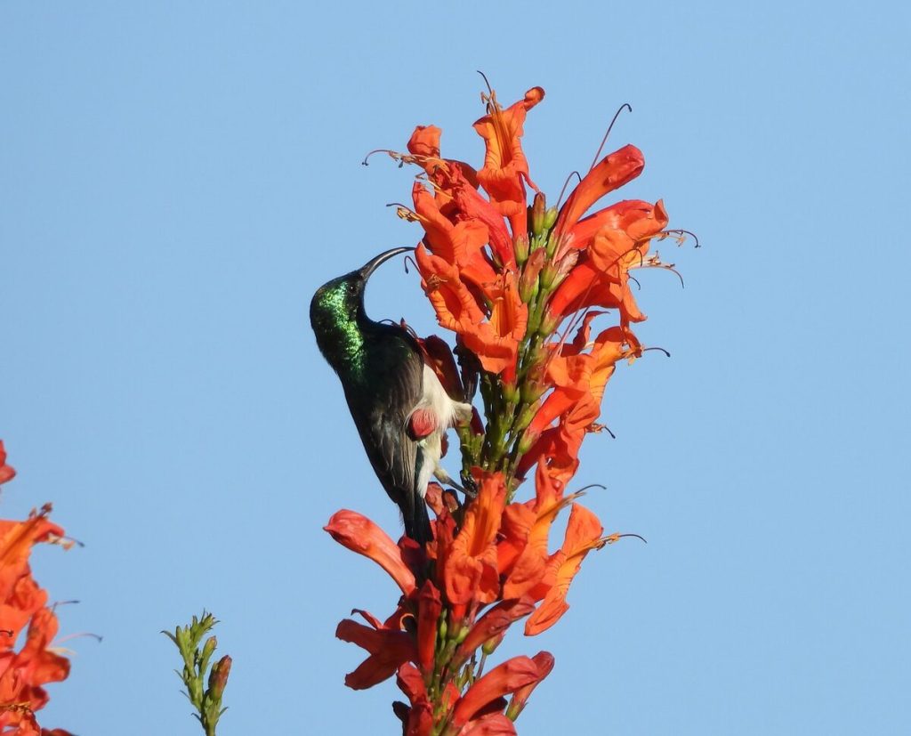Witpenssuikerbekkie op blom