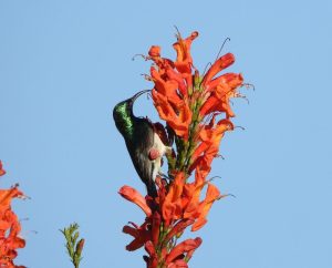 Foto: Witpenssuikerbekkie geniet nektar van kleurspatsels in laatherfs