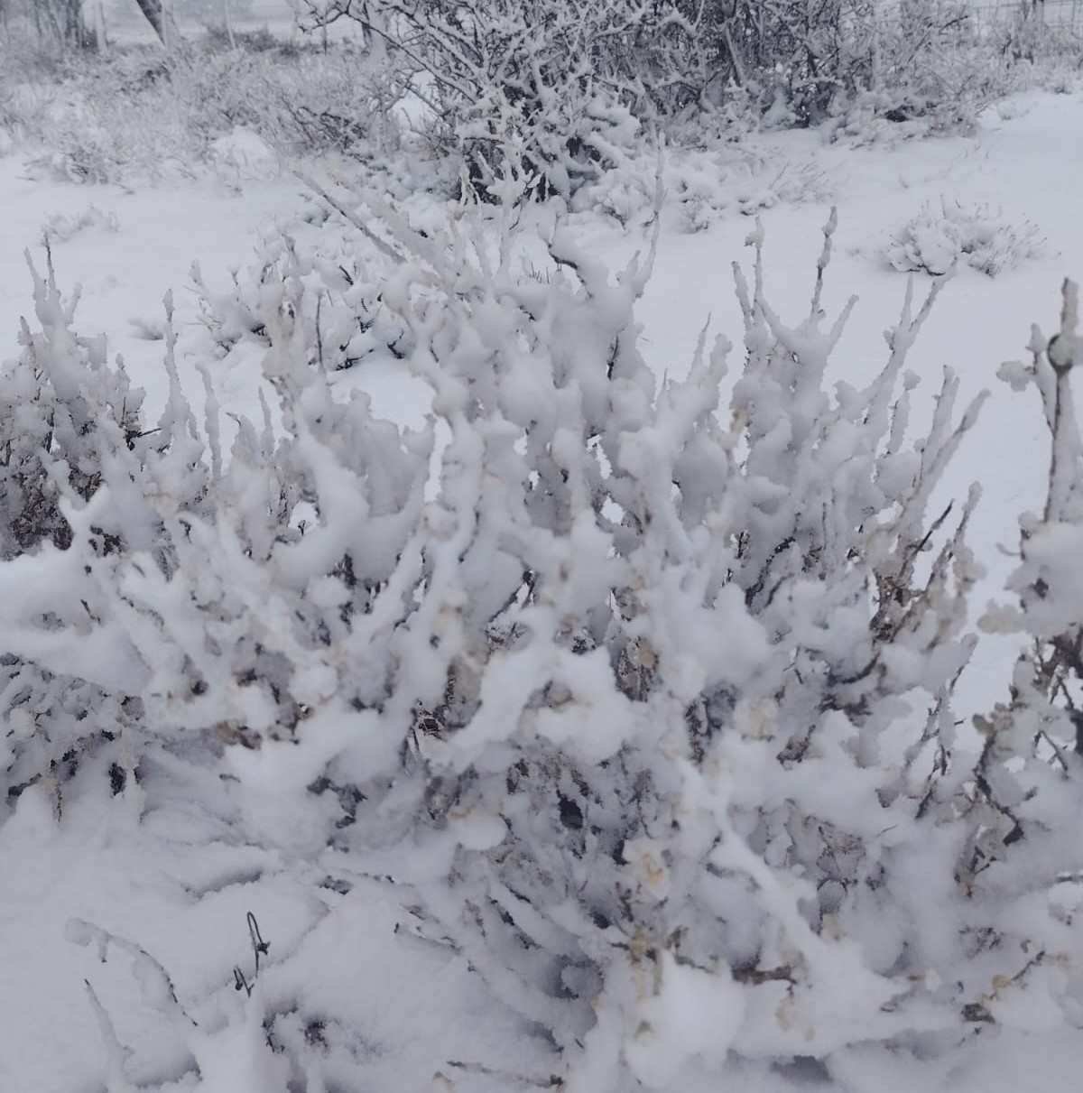 Sneeu in Richmond-omgewing