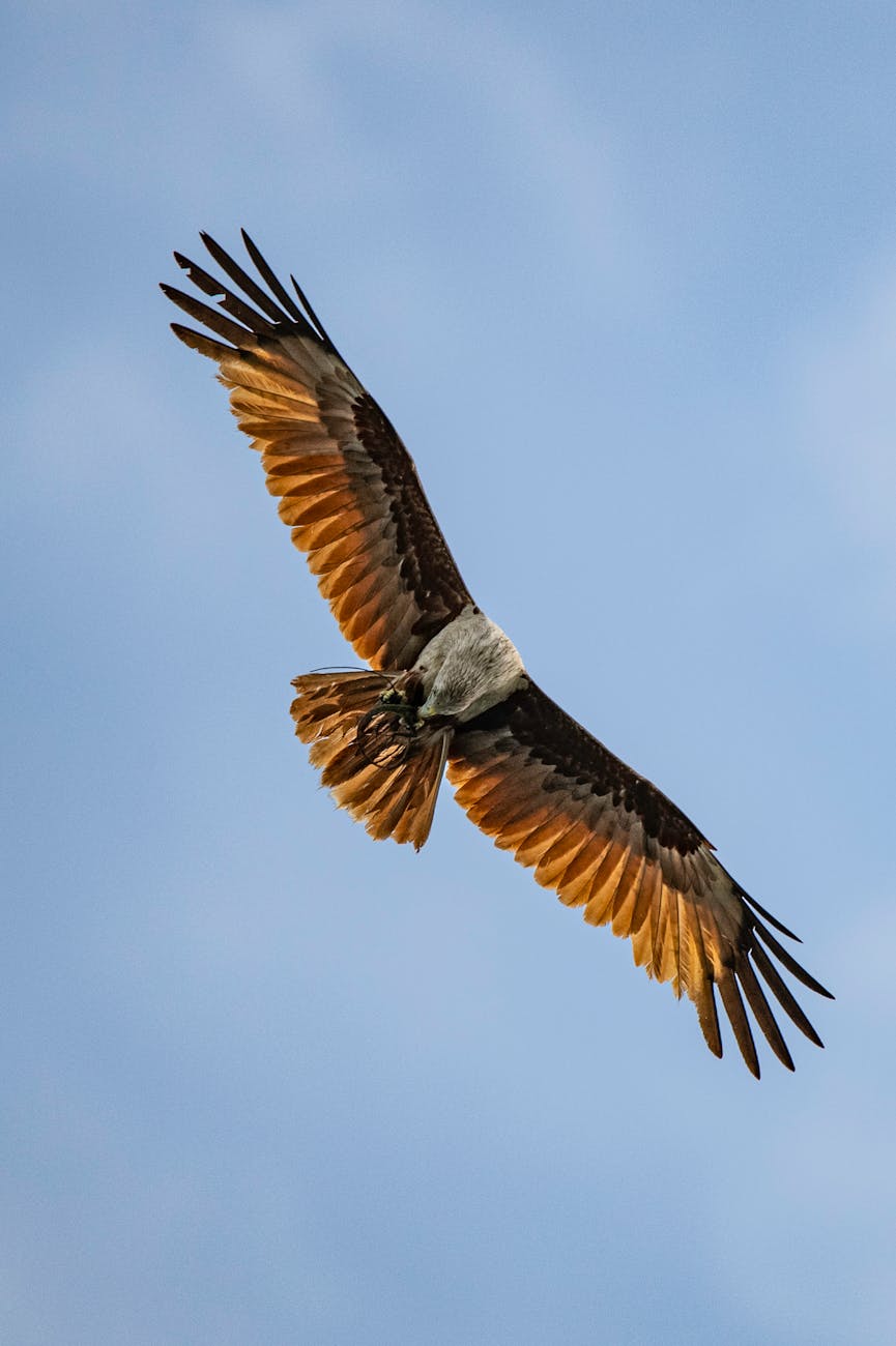 photo of a bird flying under blue sky