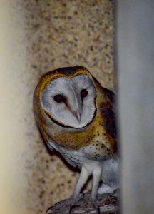 Owls at UFS becomes symbol of ecological balance