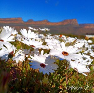 FOTO | Steek reeds kop uit vir perfekte blomseisoen