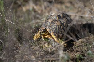 Dogs on the trail of South Africa’s endangered tortoises