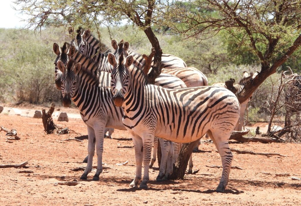 zebras in Mokala