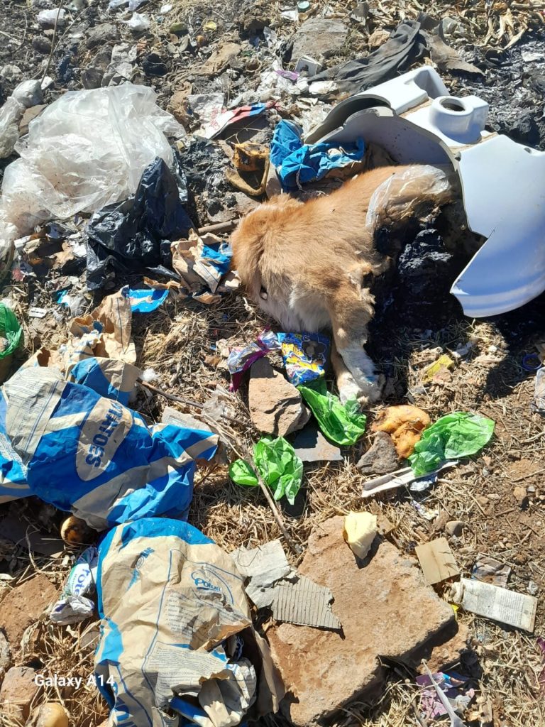 Dooie hond tussen rommel 