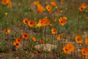 Namakwa- Nasionale Park: Geen grense aan egte en onopgesmukte mooi nie