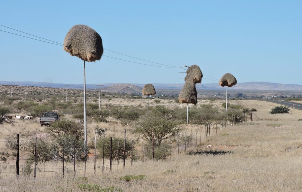 Versamelvoëlneste in die Noord-Kaap