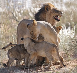 Leeus van Kgalagadi-oorgrenspark die fokus van nuwe navorsingsprojek