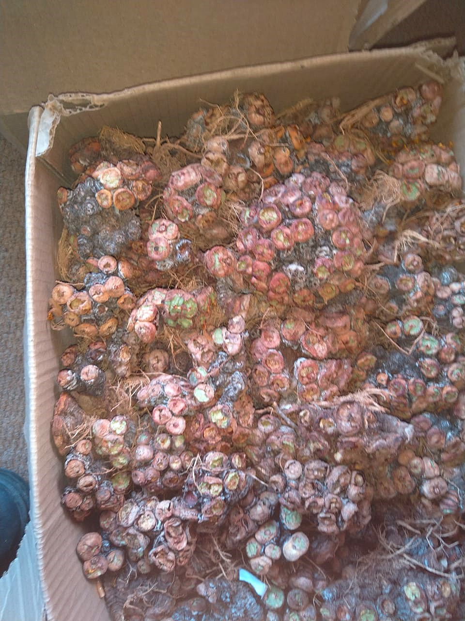 Groen Skerpioene ‘kort meer angel’ om smokkel van skaars plante vas te vat