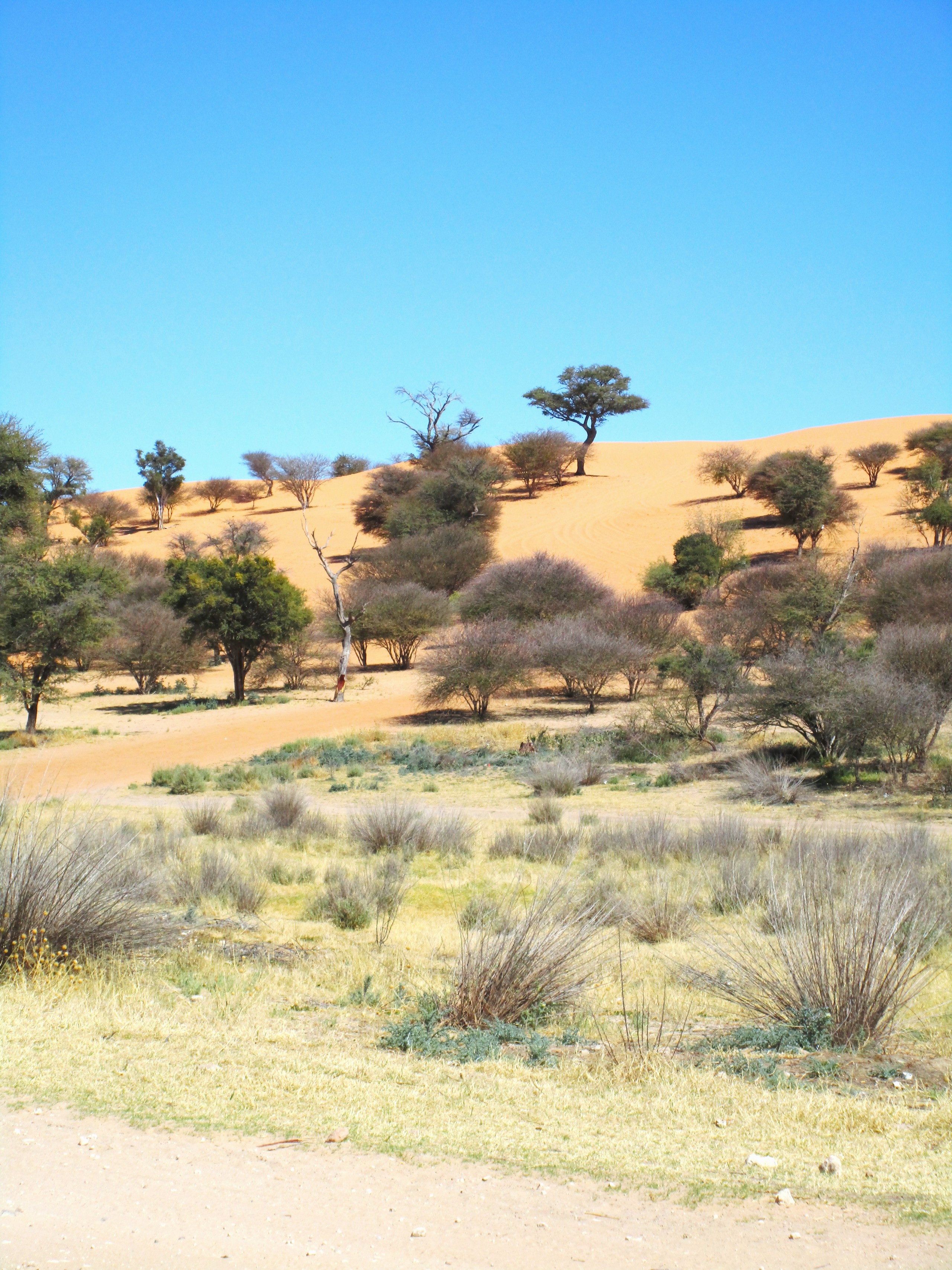 Rooi Kalaharisandduine by Van Zylsrus.