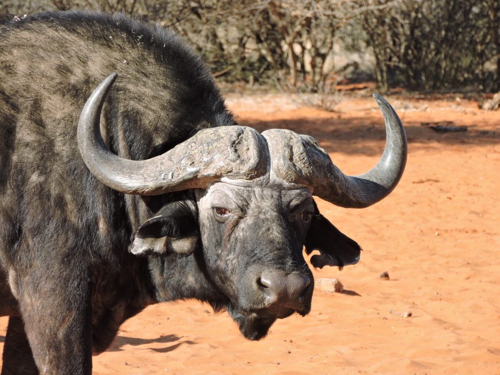 buffel in Mokala