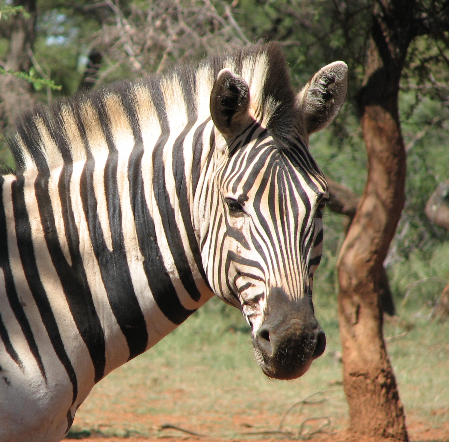 South Africans get free entry as day-visitors to national parks next week