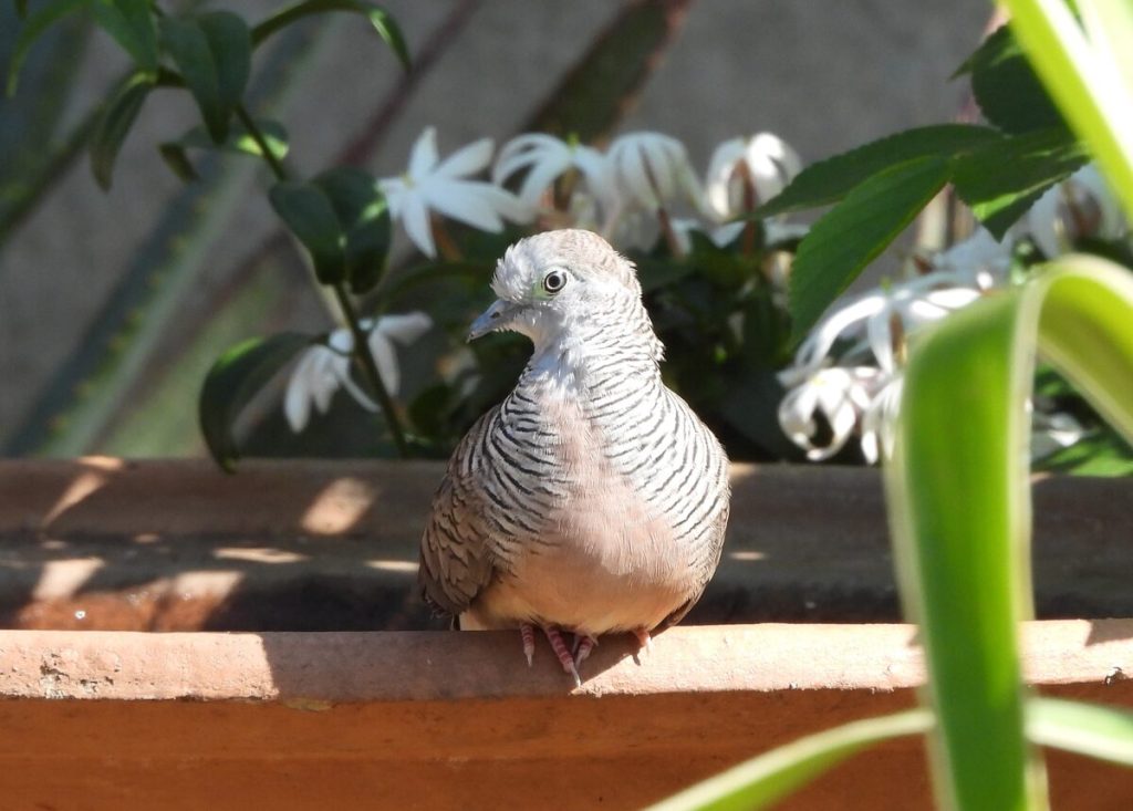 Sebraduifie. Foto Leon Venter