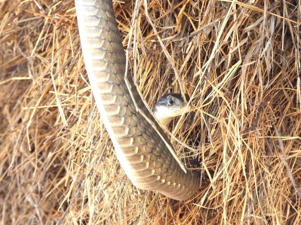 Boomslang in 'n versamelvoëlnes. Foto: Leon Venter