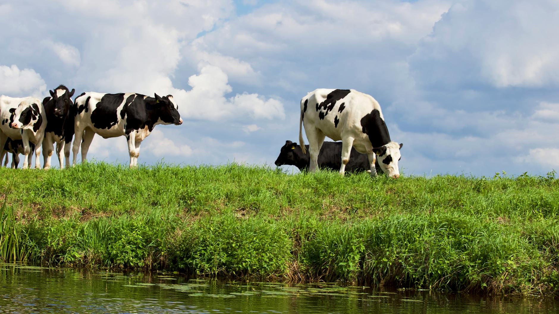cows on farm against sky