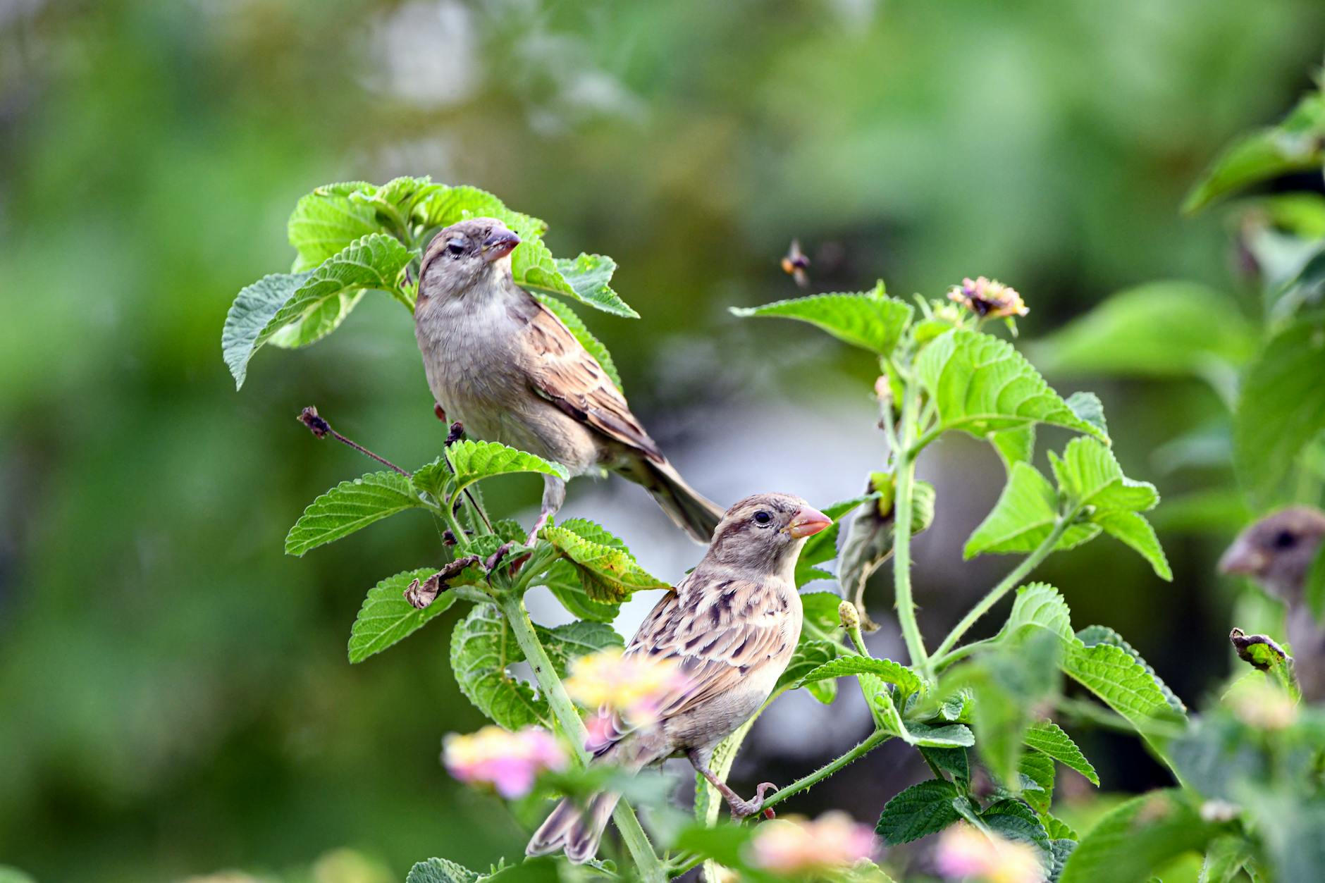 pair of house sparrows on vibrant green foliage
