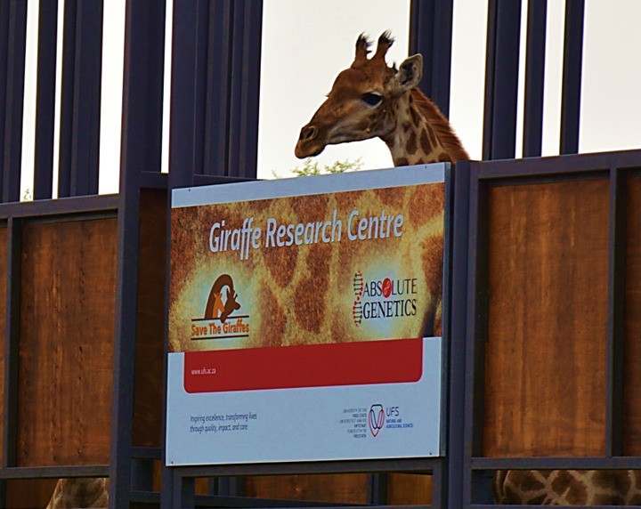 Groundbreaking giraffe research programme launched at Free State game reserve